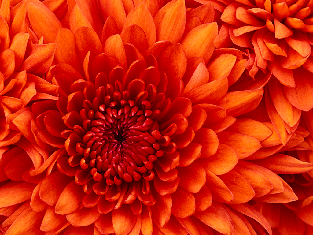 Chrysanthemum 2